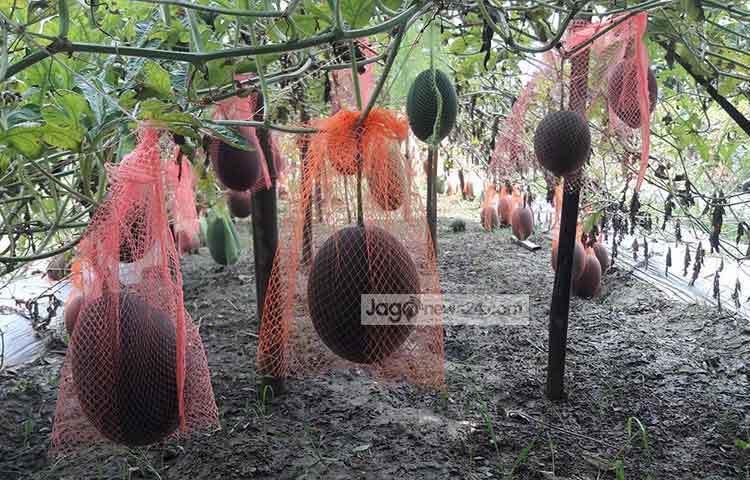 গাছে ঝুলছে বারোমাসি বেবি তরমুজ। ছবি : ছগির হোসেন