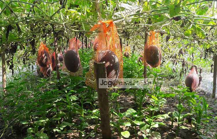 বেশি লাভ হওয়ায় যায় অনেকেই বারোমাসি বেবি তরমুজ চাষে আগ্রহী হচ্ছে।