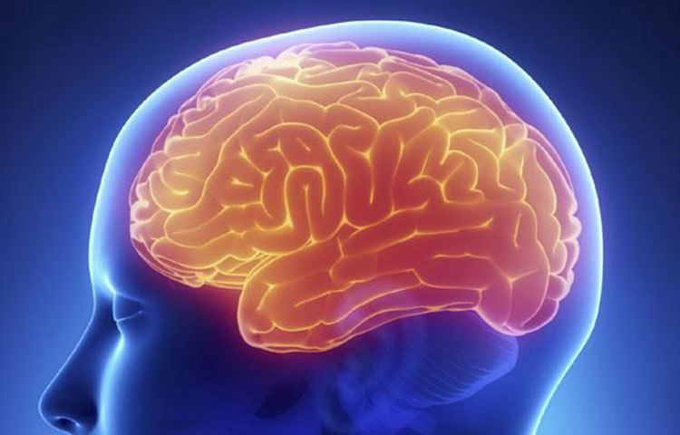 টানা স্ট্রেস বা মানসিক উদ্বেগ ভয়ঙ্কর ক্ষতি করতে পারে মস্তিস্কের। এ থেকে স্মৃতিভ্রংশ ও মস্তিষ্কের আকারও ছোট হয়ে যেতে পারে। এমনটাই মনে করছেন হাভার্ড বিশ্ববিদ্যালয়ের গবেষকরা।