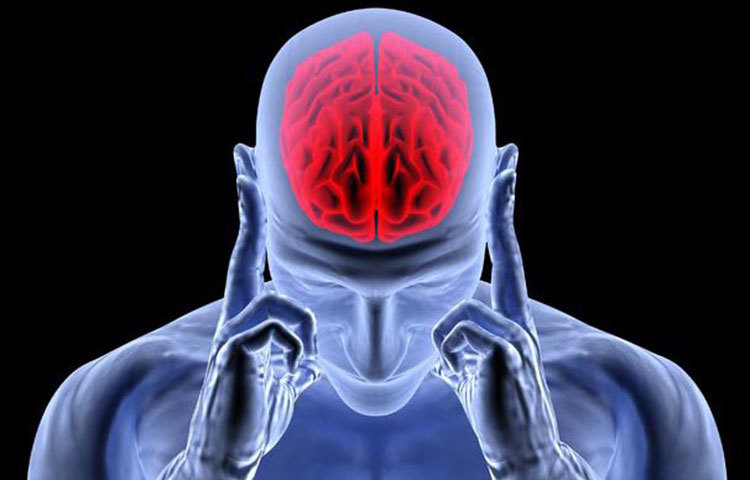 রক্তে বেশিমাত্রায় কর্টিজল থাকলে তার মস্তিষ্কের আকার ছোট করে দেয়।