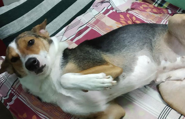 সেলিব্রেটি এই কুকুরটির নাম পুটু হাজরা। সবাই আদর করে ডাকে পুটু নামেই।