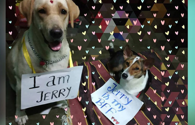 সময়ে অসময়ে জেরির সঙ্গেই পুটুর যত খুনসুটি। কখনো রেসলিং আবার কখনও একসঙ্গে বসে একে অপরের আদরে মাখামাখি করা, দুই সইয়ের ভিডিও ইতিমধ্যেই ফেসবুকে ভাইরাল।