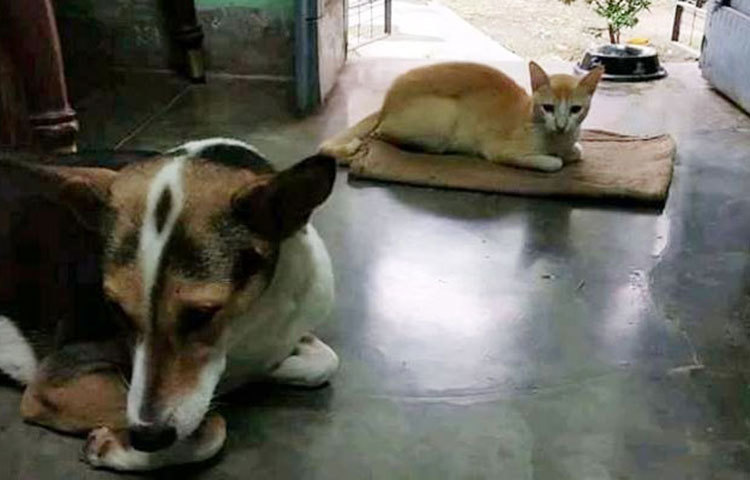 জেরি ছাড়াও পুটুর আরও এক বন্ধু আছে। ওর নাম কিট্টু।