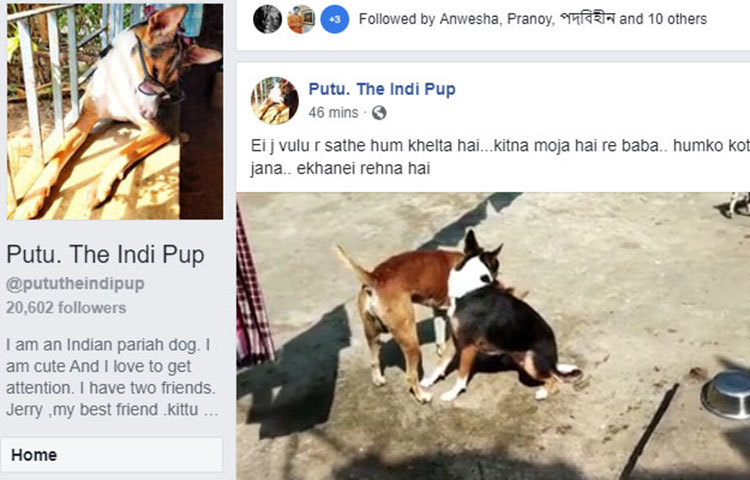 ফেসবুকেও তো ওর কত বন্ধু। সম্প্রতি একটি ফেসবুক পেজও খোলা হয়েছে পুটুর। ২০ হাজারেরও বেশি ফলোয়ার রয়েছে ‘পুটু- দ্য ইন্ডি পাপ’ নামের ওই ফেসবুক পেজের।