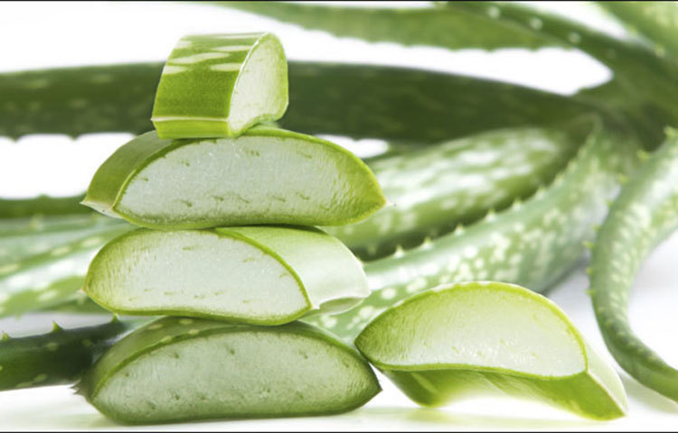 অ্যালোভেরার রস বা জেল ত্বককে মসৃণ করে ও সান ট্যান দূর করে।