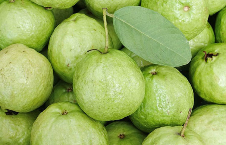 রোগ প্রতিরোধ ক্ষমতা বৃদ্ধি : পেয়ারাতে প্রচুর পরিমাণ ভিটামিন সি রয়েছে। যা রোগ প্রতিরোধ ক্ষমতা বৃদ্ধি করে এবং শরীরের যে কোনো রকম ইনফেকশন হওয়া থেকে বাঁচায়।