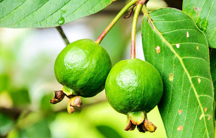 রক্তচাপ নিয়ন্ত্রণ করে : পেয়ারা রক্তচাপ নিয়ন্ত্রণে গুরুত্বপূর্ণ ভূমিকা পালন করে। পেয়ারাতে থাকে পটাশিয়াম যা রক্তচাপ কমাতে সাহায্য করে। রক্ত সঞ্চালন স্বাভাবিক রেখে হৃদরোগের সম্ভাবনাও কমায়।