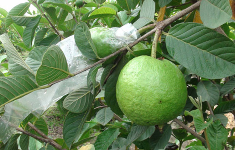 ক্যানসার প্রতিরোধ করে : পেয়ারাতে লাইকোপিন, ভিটামিন সি, কোয়ারসেটিন এর মতো অনেকগুলো অ্যান্টিঅক্সিডেন্ট উপাদান রয়েছে যা শরীরের ক্যান্সারের প্রতিরোধ গড়ে তোলে। এটি প্রোস্টেট ক্যান্সার এবং স্তন ক্যান্সার প্রতিরোধ করে।