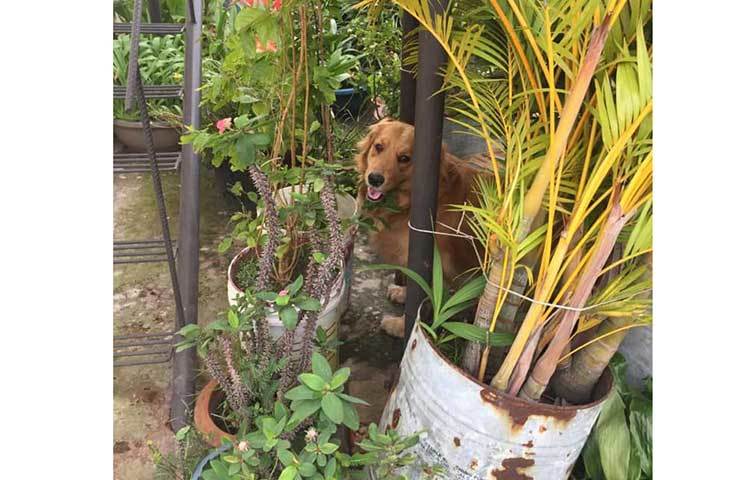 সবজির বাগানের পাশাপাশি জয়া ছাদে সৌন্দর্য বর্ধনের গাছ সংগ্রহ করেছেন।