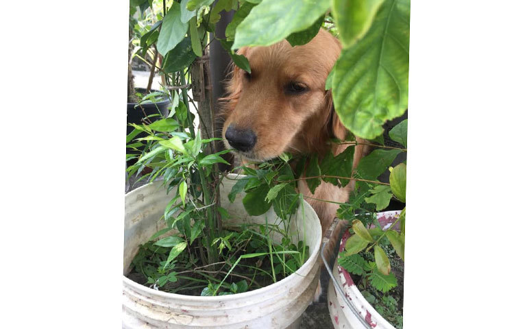 বাগানে জয়ার প্রিয় পোষা কুকুর।