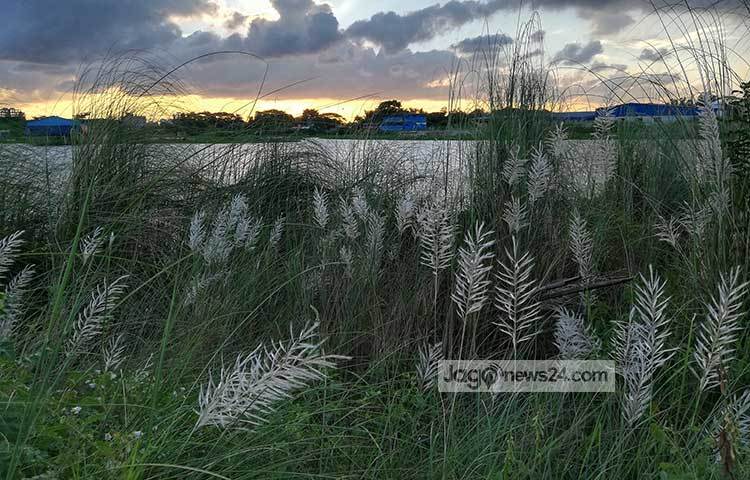 সবুজের মাঝে চলছে সাদা কাশফুলের খেলা। এই দৃশ্য যেন হাত বাড়িয়ে ডাকছে সৌন্দর্য পিপাসুদের। ছবি : মাহবুব আলম