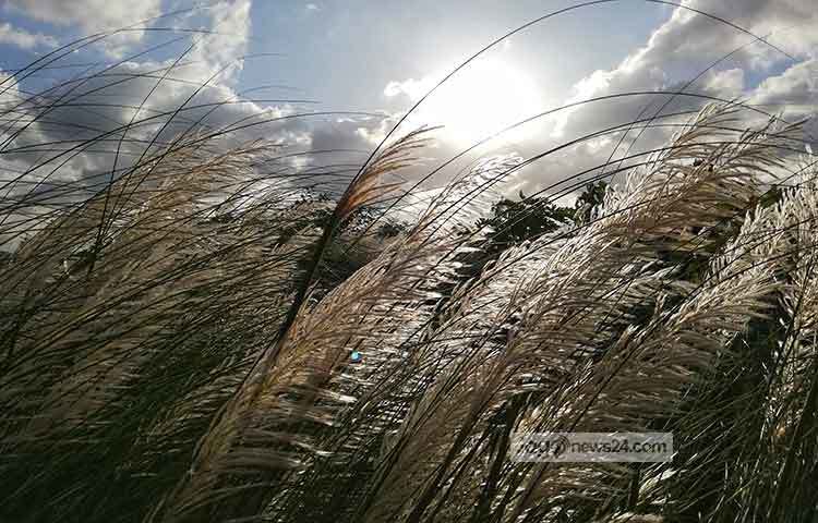 শুভ্র সতেজ কাশফুল সাদা মেঘেদের ছুঁয়েছে মনে হচ্ছে। ছবি : মাহবুব আলম