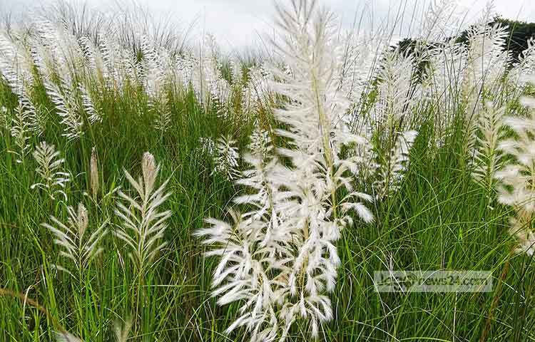 অবসর বা ছুটির দিনে চাইলে আপনিও ঘুরে আসতে পারেন কাশফুলের রাজ্য থেকে। ছবি : মাহবুব আলম