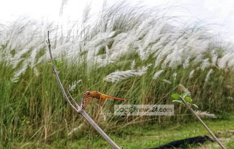 কাশফুলের সৌন্দর্য দেখতে গঙ্গা ফড়িংও বুঝি ছুটে এসেছে! ছবি : মাহবুব আলম