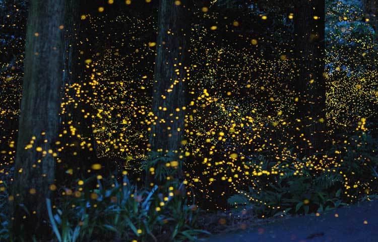 এটি জাপানের একটি অরণ্যের জোনাকি পোকা।