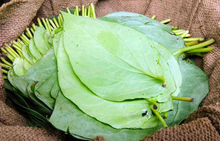 পান পাতা খাবার হজম করার জন্য খুবই উপকারি। আয়ুর্বেদ শাস্ত্র মতে খাবার পরে পান খাওয়া শরীরের জন্য ভালো।