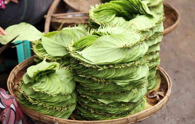 পান পাতা থেকে তেল বের করে তা পেটে মালিশ করলে গ্যাসট্রিক জুস ও ডাইজেস্টিভ অ্যাসিড নিঃসৃত হয়। যা খাবার হজম করে।