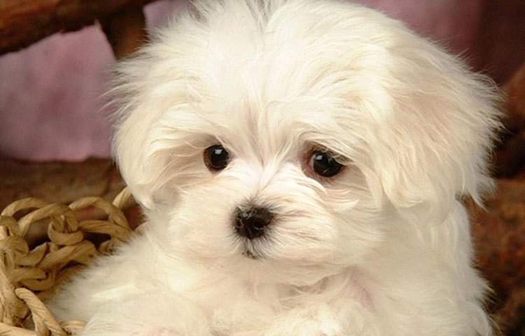 ট্রাবল : ২০০৭ সালে মৃত্যু হয় নিউ ইয়র্কের নামী রিয়েল এস্টেট ডেভেলপার লিওনা হেমসলের। তার পোষ্য টেরিয়র, ট্রাবলের নামে তিনি রেখে যান প্রায় ২ মিলিয়ন ডলার।