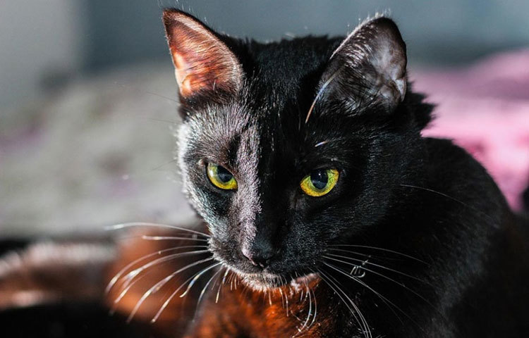 ব্লাকি : গিনেজ বুক অফ ওয়ার্ল্ড রেকর্ডসে এক সময়ে এর নাম ছিল বিশ্বের ধনীতম পোষ্য বেড়াল হিসেবে।