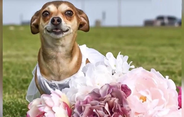 কনচিটা : ৮.৪ মিলিয়ন ডলার ও মায়ামিতে এক বিশাল জমির মালকিন।