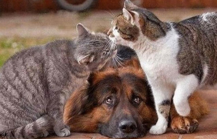 ফ্র্যাঙ্কি, অ্যানি ও পেপে : দুটি বেড়াল ও তাদের কুকুর বন্ধুর দাম প্রায় ১৬ মিলিয়ন ডলার।