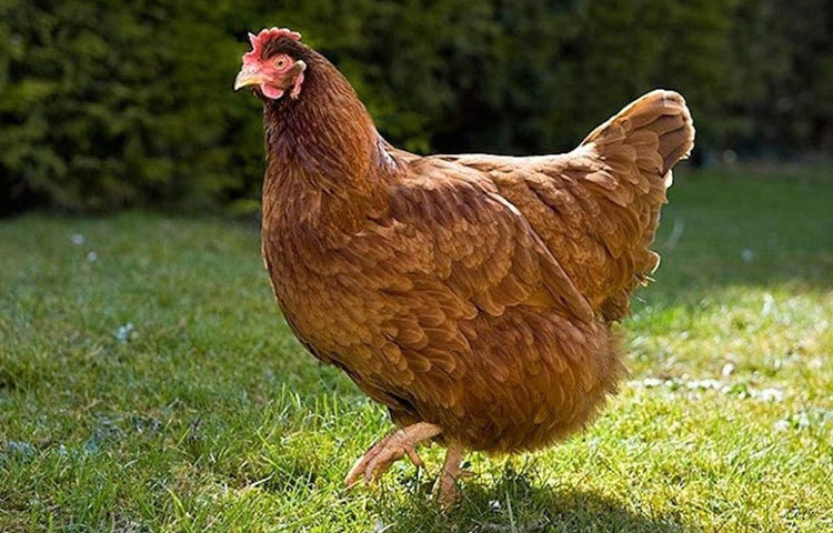 জিগো : মাইলস ব্লাকওয়েল মোরগ পছন্দ করতেন। মৃত্যুর সময় পোষা মোরগকে দিয়ে গিয়েছিলেন প্রায় ১০ মিলিয়ন ডলার।