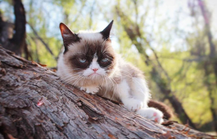 গ্রাম্পি ক্যাট : তার আসল নাম টার্ডার সস। কিন্তু সোশ্যাল মিডিয়ায় তার পরিচিতি গ্রাম্পি ক্যাট হিসেবেই। মূল্য প্রায় ১০০ মিলিয়ন ডলার।