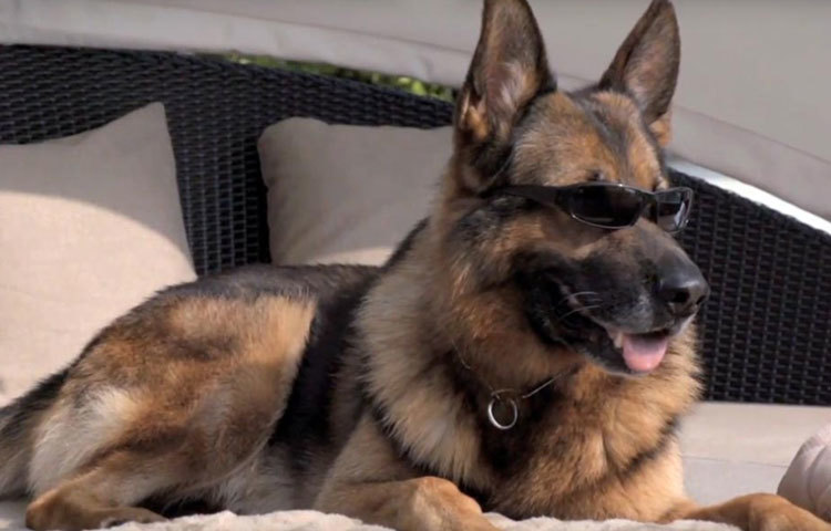 গুন্থার (চতুর্থ) : তার অস্তিত্ব নিয়ে সংশয় থাকলেও এই কুকুরের সম্পদের মূল্য প্রায় ৪০০ মিলিয়ন ডলার।