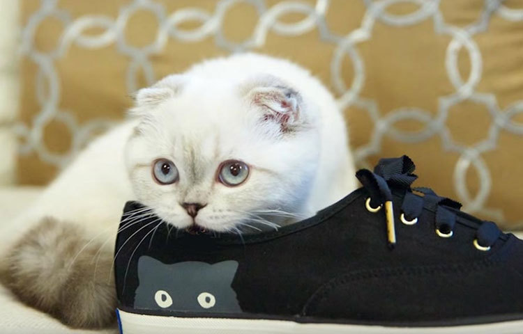 অলিভিয়া বেনসন : মার্কিন গায়িকা টেলর সুইফ্টের এই পোষ্যের সম্পদের মূল্য প্রায় ৯৭ মিলিয়ন ডলার।