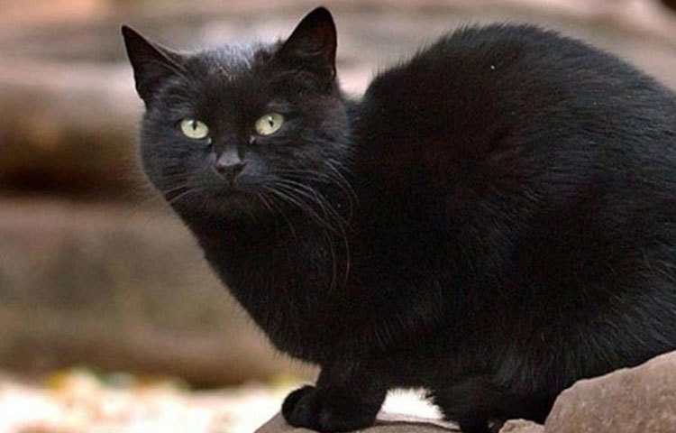 টোম্মাসো : এক সময় রোমের রাস্তায় রাস্তায় ঘুরে বেড়াত সে। কিন্তু বর্তমানে সে ১৩ মিলিয়ন ডলারের মালিক।