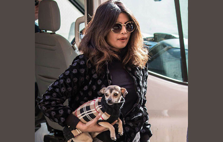 প্রিয় পোষ্য ডায়ানাকে কীভাবে ভুলতে পারেন প্রিয়াঙ্কা! তার জন্য বøু বেরি পেট ডগ কলার, হুইসল জিপিএস পেট ট্র্যাকার, একটি এলি রেনকোট যার দাম প্রায় ৩৮০০ টাকা, আর ‘বøু বেরি পেট’-এর একটি নরম বিছানা, যার দাম প্রায় ৩৯০০ টাকা।