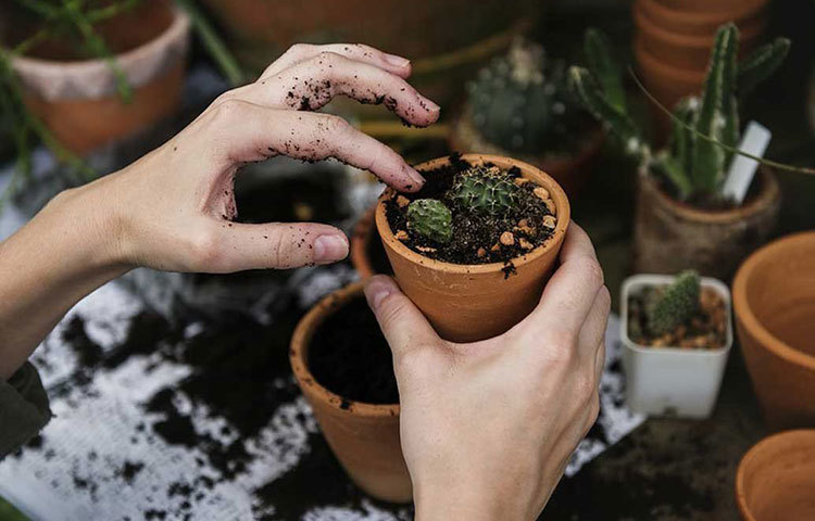 বাগান করার শখ থাকলে সার হিসাবে ব্যবহার করুন ঠান্ডা পানীয়কে। মাটির পিএইচ মাত্রা কমিয়ে গাছের বৃদ্ধিতে সাহায্য করে এই পানীয়। বিশেষ করে দানাশস্য উৎপাদনের ক্ষেত্রে এই পদ্ধতি খুবই কার্যকর।