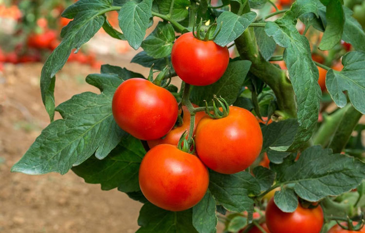 কেচাপ তৈরির জন্য ব্যবহৃত টমেটো চাষ করা হয় জুন-জুলাই মাসে। কিন্তু বাড়িতে যদি কেউ তা বানাতে চান, সে ক্ষেত্রে একদম তাজা, লাল টমেটো দিয়েই তা করতে পারেন।