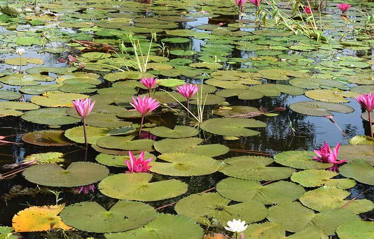 পথের একপাশে সন্ধ্যা নদী অন্যপাশে অন্যপাশে লাল শাপলার সাতলা বিল। ছবি : খায়রুল বাশার আশিক
