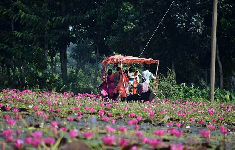 মনলোভা শাপলা। এমন সুন্দর শাপলা দেখলে সত্যিই চোখজুড়িয়ে যায়। ছবি : খায়রুল বাশার আশিক