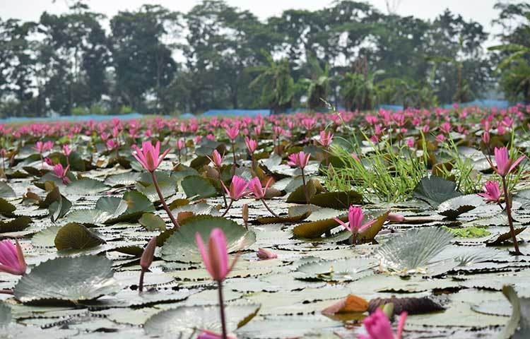 যতদূর চোখ যায় লাল শাপলার মনোমুগ্ধকর দৃশ্য চোখ জুরিয়ে দেয়। ছবি : খায়রুল বাশার আশিক