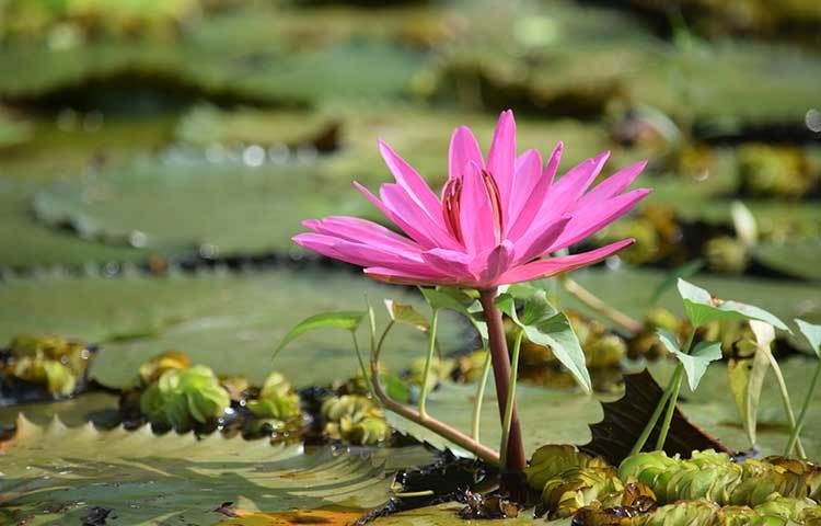 বরিশাল সদর থেকে প্রায় ৬০ কিলোমিটার দূরে উজিরপুর উপজেলার সাতলা গ্রামে অবস্থিত এই শাপলা বিল যেন একটি প্রাকৃতিক সর্গ। ছবি : খায়রুল বাশার আশিক