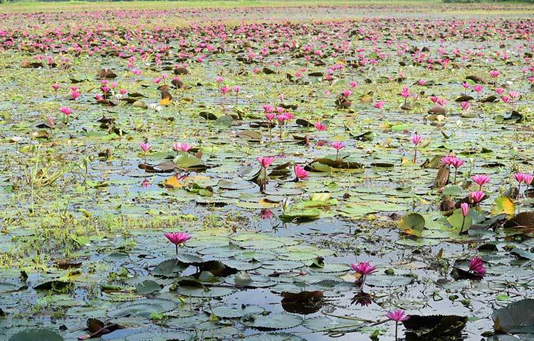 এখানে লাল শাপলার পরিমাণ বেশি, পাশাপাশি দেখা যায় সাদা শাপলাও। ছবি : খায়রুল বাশার আশিক
