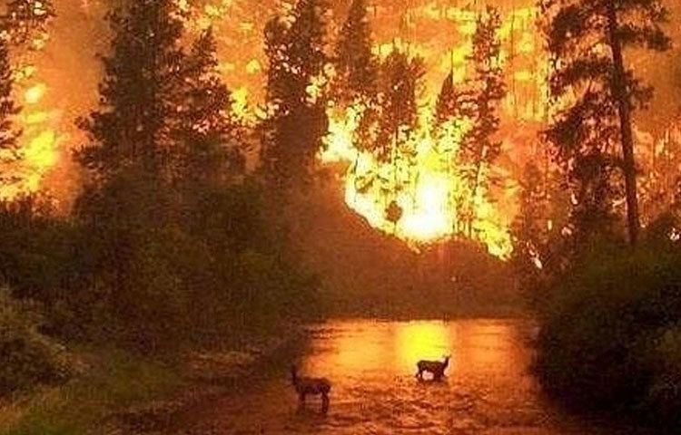 তার এ উদ্যোগের ফলে বন উজাড় হয়ে যেতে পারে- আন্তর্জাতিক মহলের এমন উদ্বেগ দিনের পর দিন উপেক্ষা করে গেছেন বোলসোনারো। ফলস্বরূপ অ্যামাজনে অন্তত ৭২ হাজার অগ্নিকাণ্ডের ঘটনা ঘটেছে। মৃত্যু হয়েছে অনেক পশুপাখীরও।