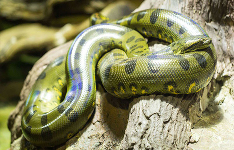 সবুজ অ্যানাকোন্ডা: নির্বীষ এই সাপটিও নরখাদক নামে পরিচিত। কোনো বিষ নেই এদের, তবে একবার শিকারকে ধরলে এর হাত থেকে নিস্তার পাওয়া প্রায় অসম্ভব। শ্বাসরোধ করে শিকারকে মেরে ফেলার পর গিলে নেয় এরা।