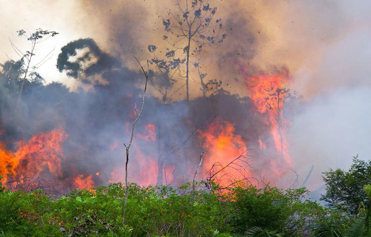 যদিও বোলসোনারোর বলেছেন, অযথা এ সব নিয়ে দোষারোপ করা হচ্ছে তাকে। এই সময়ে আগুন জ্বালিয়ে চাষের জমি তৈরি করেন চাষিরা। সেটাই হয়ে আসছে। ইনপে-র পরিসংখ্যানকে ‘ভুয়ো’ বলে উড়িয়ে দিয়ে ইনপে-র ডিরেক্টরকে বরখাস্ত করেছেন প্রেসিডেন্ট।