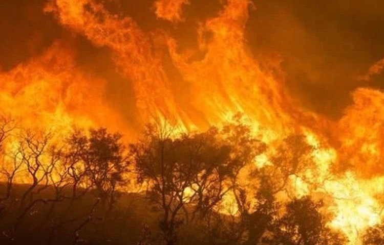 ব্রাজিলের মহাকাশ গবেষণা সংস্থা ‘ইনপে’-র সমীক্ষা বলছে এ বছর অ্যামাজন বৃষ্টি-অরণ্যে ৭২,৮৪৩টি দাবানলের ঘটনা নথিভুক্ত হয়েছে। গত বছরের এই সময়ের তুলনায় যা ৮৩% বেশি! এবং ২০১৩ সালের তুলনায় দ্বিগুণ! এই প্রকোপ আগের সমস্ত রেকর্ড ছাপিয়ে গিয়েছে বলে দাবি ব্রাজিলের ওই সংস্থার।