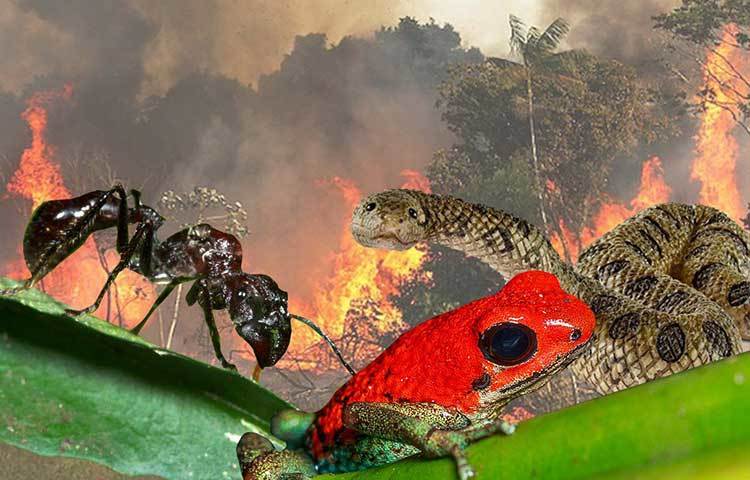 অ্যামাজন বৃষ্টি-অরণ্য জীববৈচিত্রে ভরপুর। এই লাগাতার দাবানলে অসংখ্য প্রাণীরও প্রাণহানি ঘটছে।