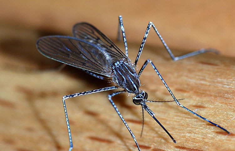 মশা: আমাজনের জঙ্গলে আসা পর্যটকদের কাছে সবচেয়ে ভয়ের কারণ মশা। পীত জ্বর, ম্যালেরিয়ার মতো প্রাণঘাতী জীবাণু এই মশা মানুষের শরীরে ঢুকিয়ে দেয়। এই মশাও আগুণের কারণে হারিয়ে যাচ্ছে অ্যামাজন থেকে।
