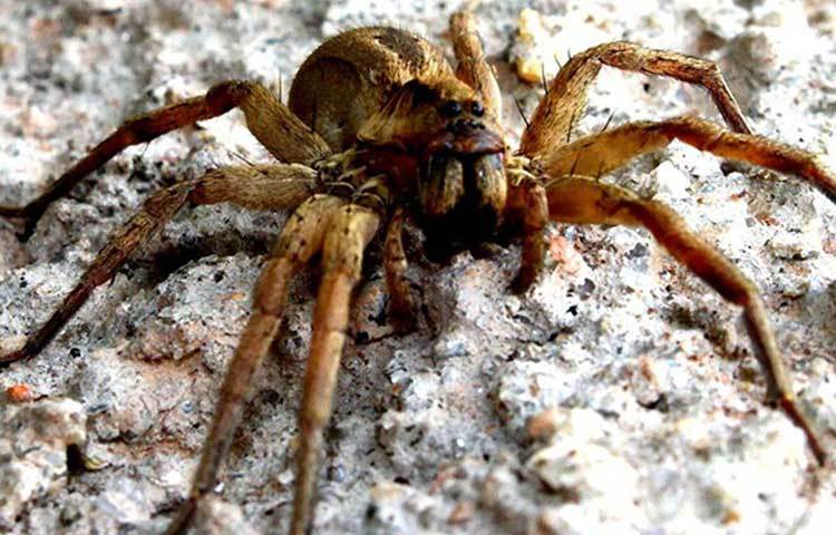 ওয়্যান্ডারিং স্পাইডার: ব্রাজিলিয়ান এই মাকড়শা অ্যারাকনিড শ্রেণির সবচেয়ে বিষধর। এমনকি এই মাকড়সার গ্রিক ভাষায় বিজ্ঞানসম্মত নাম ফোনিউট্রিয়া-র অর্থই খুনি। আকারে ছোট এই মাকড়সাকে ওয়্যান্ডারিং স্পাইডার বলার কারণ গাছে গাছে জাল বোনার বদলে রাতে জঙ্গলের মাটিতে ঘুরে বেড়ায় শিকারের জন্য। ১৯৯৬ সালে এর বিষের অ্যান্টিডোট আবিষ্কার হয়।