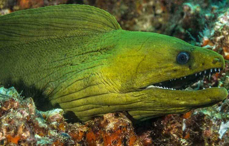 ইলেক্ট্রিক ইল: শুধু জঙ্গলের মধ্যেই নয়, অ্যামাজনের নদীও ভয়ঙ্কর সব প্রাণীতে ভর্তি। তাদের অন্যতম এই ইলেক্ট্রিক ইল। এই মাছ বিদ্যুৎ তৈরি করে। তার একটা ঝটকাতেই একজন পূর্ণবয়ষ্ক মানুষের শ্বাসরোধ করে দিতে পারে। ইল মূলত শিকারের কাজেই লাগায় এই দক্ষতা।