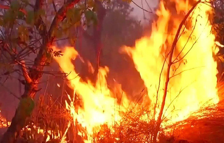 জলবায়ুবিজ্ঞানী কার্লোস নোব্রে বলেছেন, গবাদিপশুর চারণভূমি হিসেবে জমি ব্যবহার করতে চাওয়া কৃষকেরা জায়গা পরিষ্কার করতে শুকনো আবহাওয়ার জন্য অপেক্ষা করেন। এ সময় বন দাহ্য হয়ে থাকে এবং খুব সহজেই তাতে আগুন লাগে। যদিও সাও পাওলো বিশ্ববিদ্যালয়ের ইনস্টিটিউট ফর অ্যাডভান্সড স্টাডিজের গবেষক নোব্রের মতে আমাজনে কর্মরত এনজিওগুলো কৃষিকাজে আগুন ব্যবহার করে না। তারা বরং লোকজনকে আগুন ব্যবহার না করতে উৎসাহিত করে।