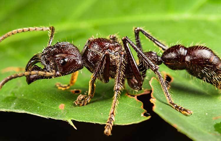 বুলেট পিঁপড়ে: অ্যামাজনের জঙ্গলে ঘুরে বেড়ানোর সময় যদি আচমকা মনে হয় শরীরে দ্রæত গতির কোনো বুলেট বিঁধেছে, তা হলে নিশ্চিত ধরে নিতে হবে সেটা বুলেট পিঁপড়ে। তার দংশন বুলেট বিঁধে যাওয়ার মতোই। ২৪ ঘণ্টা যন্ত্রণায় ছটফট করতে হবে।