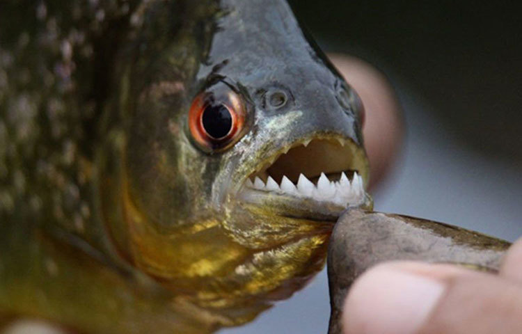 পিরানহা: আমাজন নদীতে প্রচুর সংখ্যক পিরানহা মাছ রয়েছে। নরখাদক বলে পিরানহার বদনাম রয়েছে। এই মাছের দাঁত এত ধারালো এবং চোয়াল এতটাই শক্ত যে মানুষের অঙ্গ অনায়াসে কেটে নিতে সক্ষম এরা। তবে পিরানহা জ্যান্ত মানুষ খেয়েছে এমন কোনো তথ্য এখনো নেই।