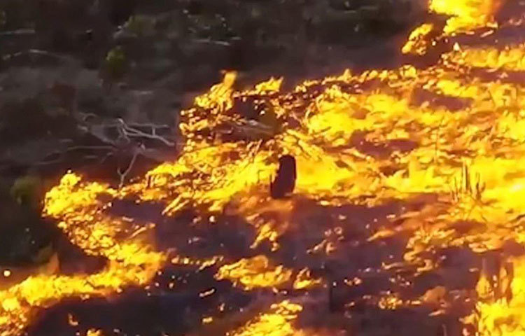 অ্যামাজনে ভয়াবহ পরিস্থিতির জন্য দক্ষিণপন্থী প্রেসিডেন্ট জাইর বোলসোনারোর নীতিকে কাঠগড়ায় তুলেছেন পরিবেশবিদেরা। চলতি বছরের জানুয়ারিতে ক্ষমতায় আসার আগে আন্তর্জাতিক হুঁশিয়ারির তোয়াক্কা না-করেই অ্যামাজন অঞ্চলকে চাষ ও খনিজ উত্তোলনের কাজে ব্যবহারের কথা বলেছিলেন তিনি।